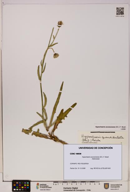 Hypochaeris scorzonerae [Espécimen: UDEC:CONC:0168536]