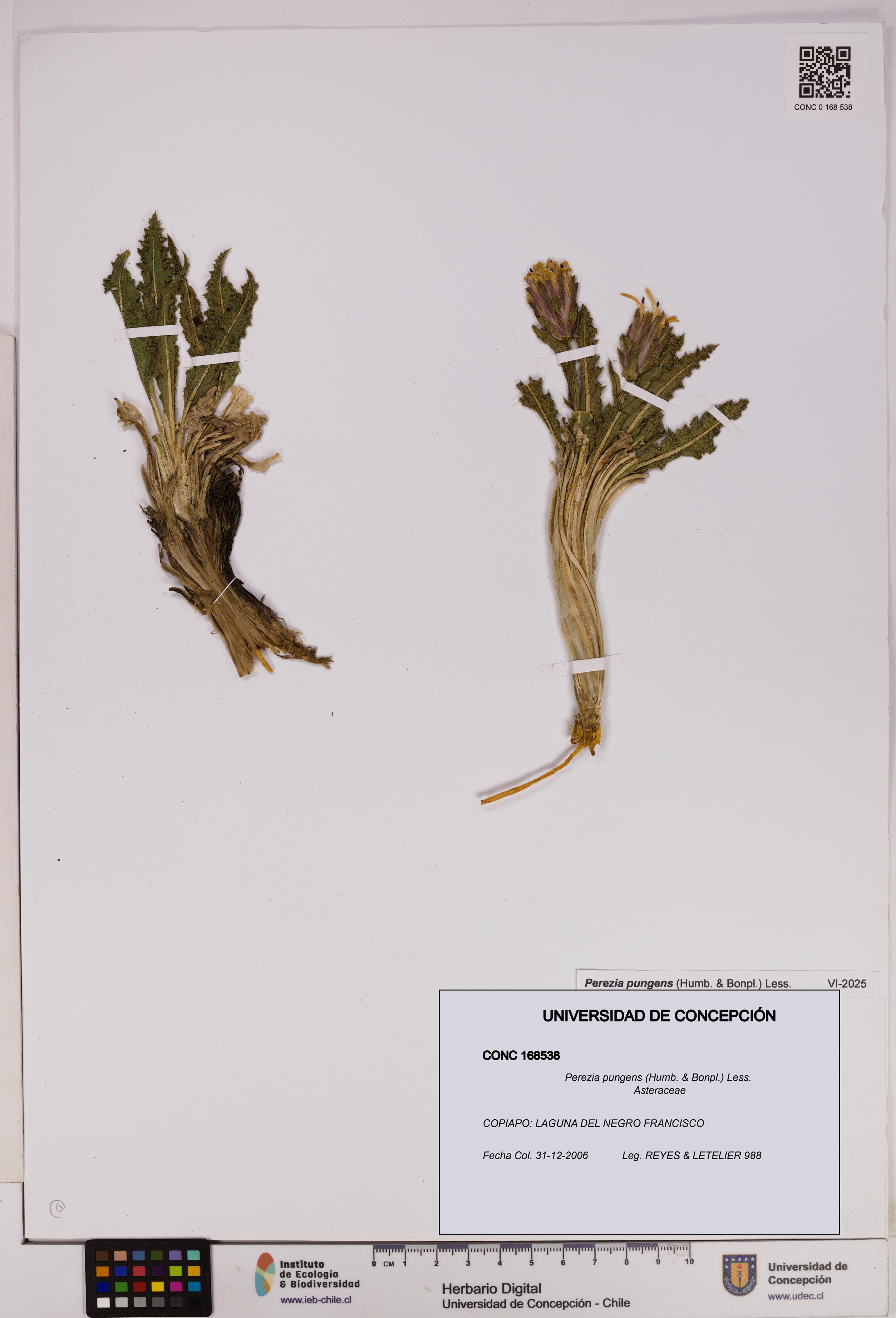 Perezia pungens [Espécimen: UDEC:CONC:0168538]