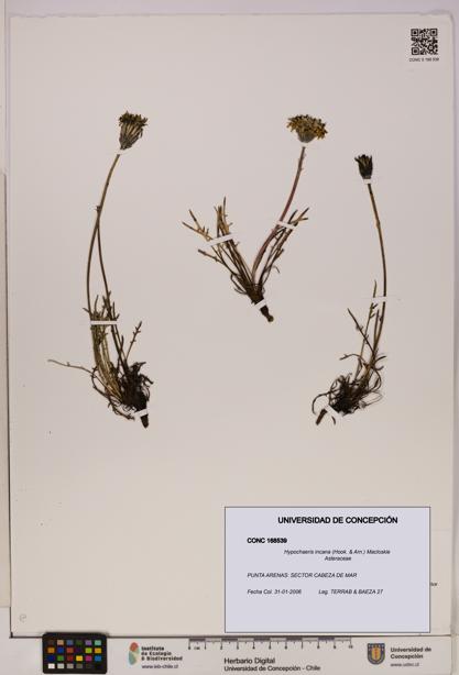 Hypochaeris incana [Espécimen: UDEC:CONC:0168539]