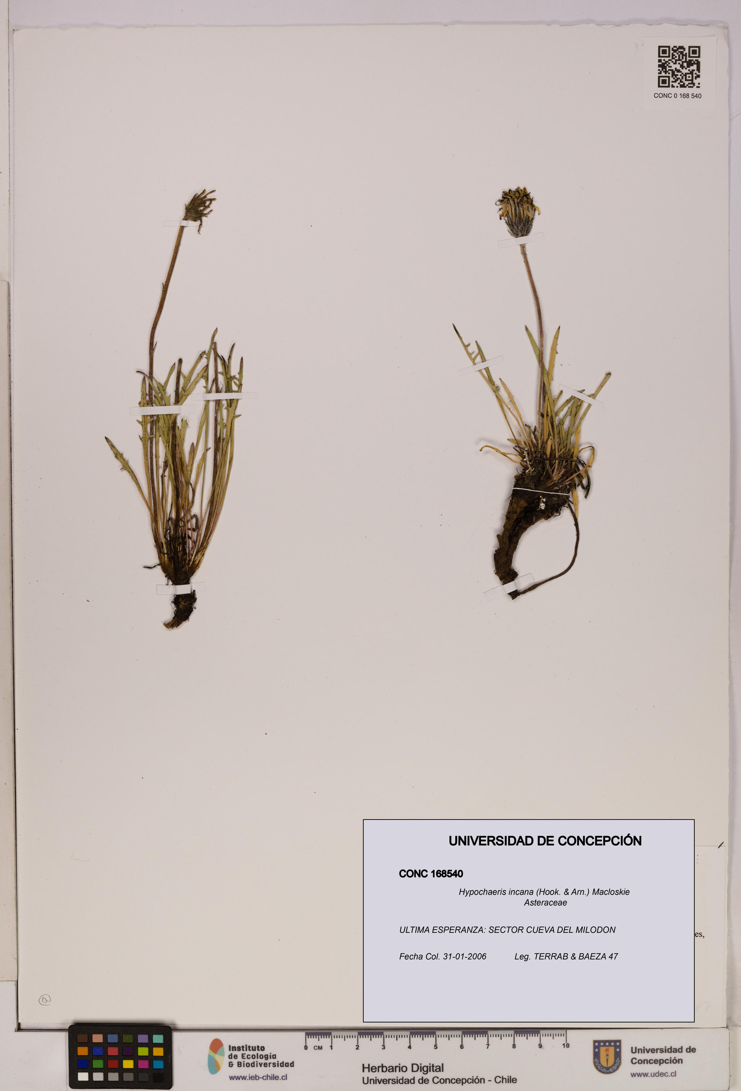 Hypochaeris incana [Espécimen: UDEC:CONC:0168540]
