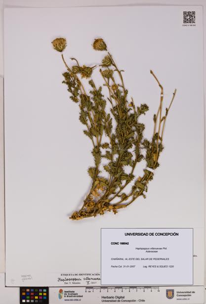 Haplopappus villanuevae [Espécimen: UDEC:CONC:0168542]