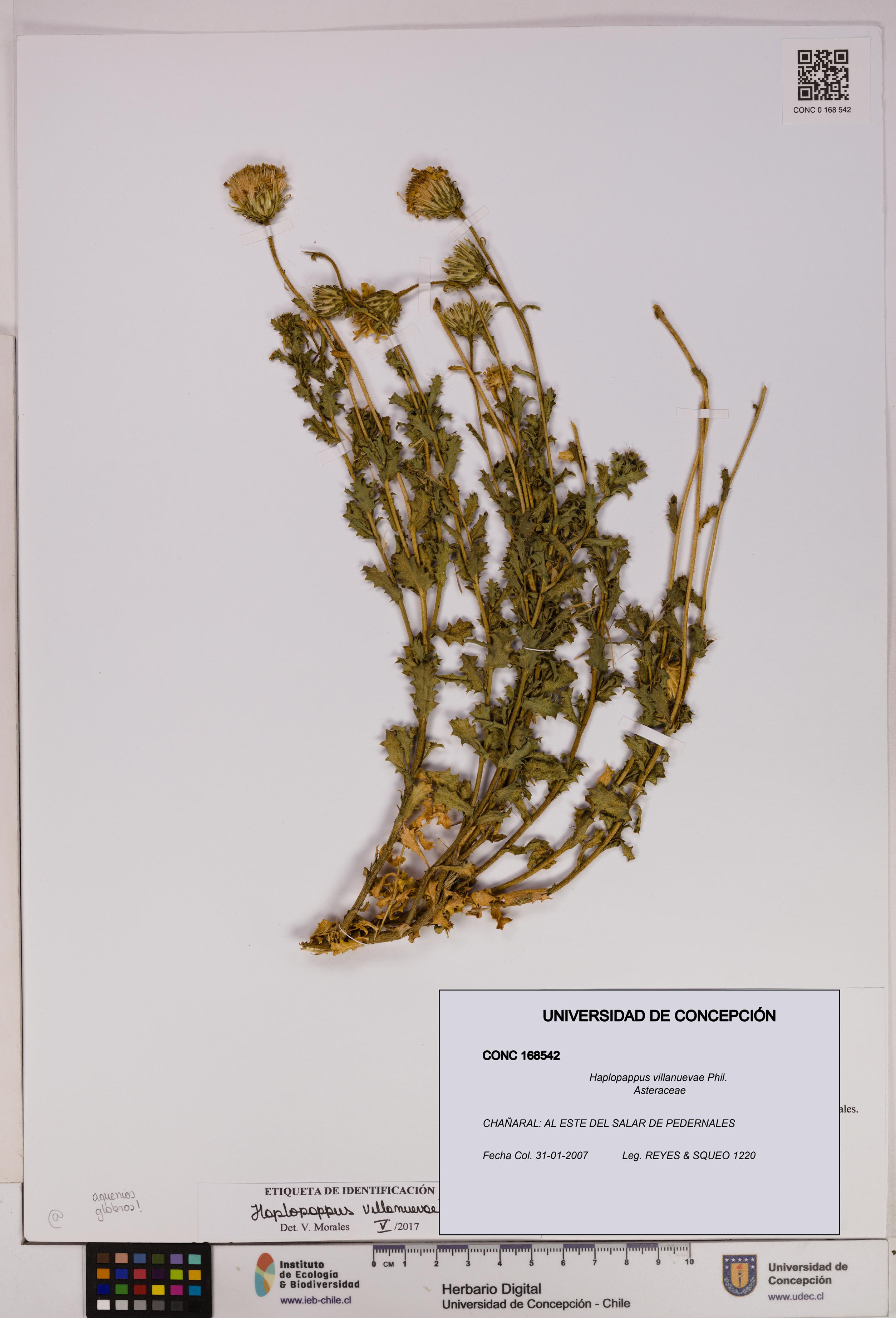 Haplopappus villanuevae [Espécimen: UDEC:CONC:0168542]