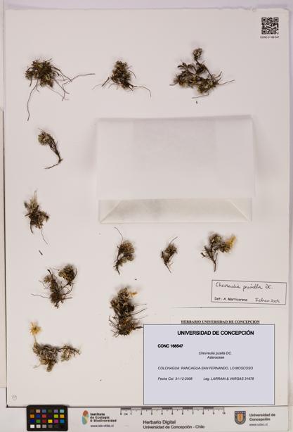 Chevreulia pusilla [Espécimen: UDEC:CONC:0168547]