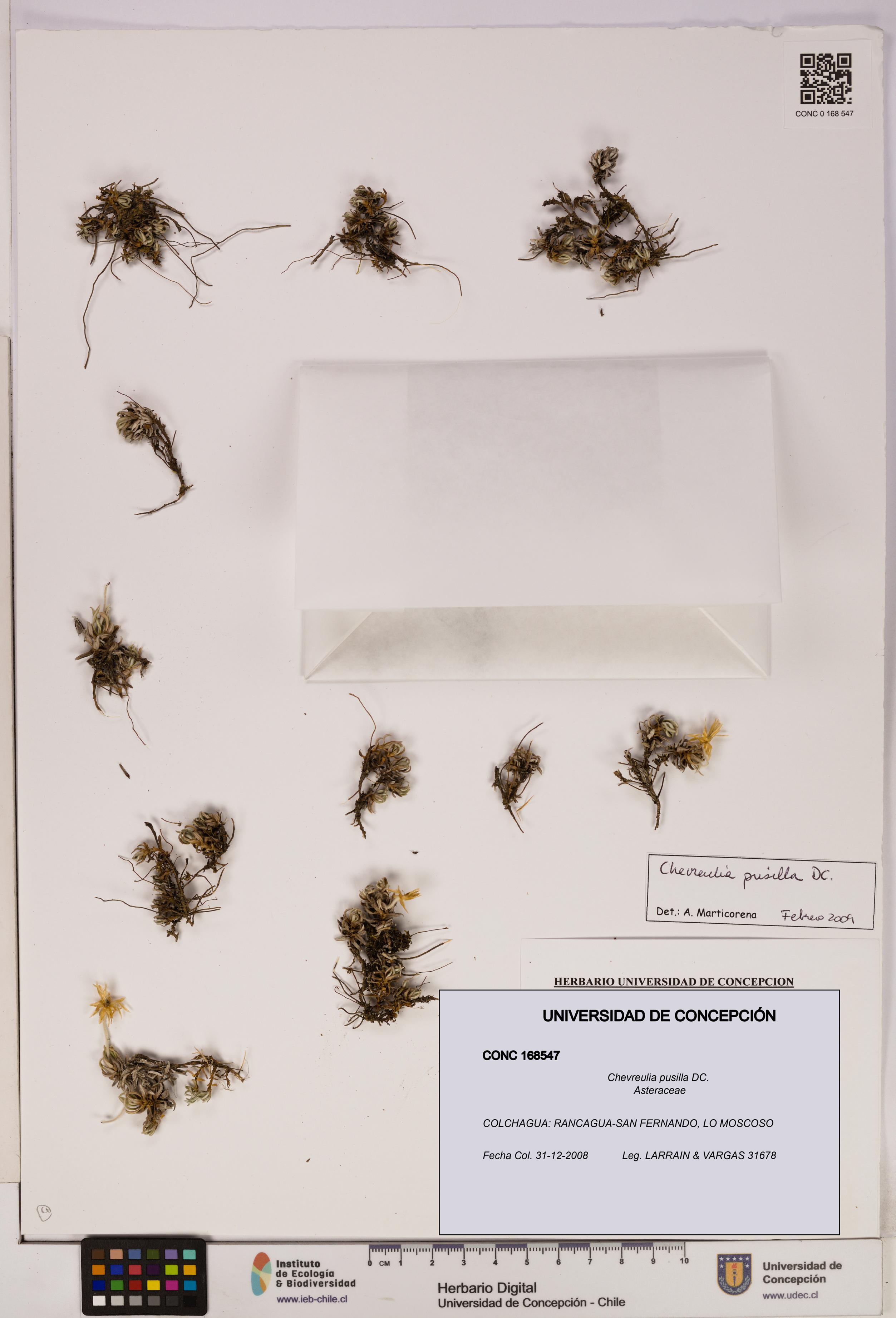 Chevreulia pusilla [Espécimen: UDEC:CONC:0168547]