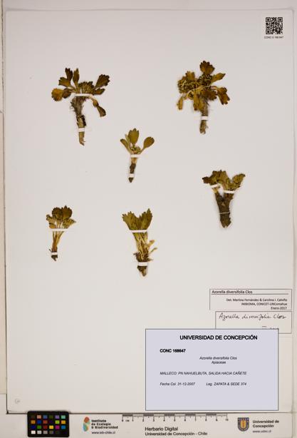 Azorella diversifolia [Espécimen: ]