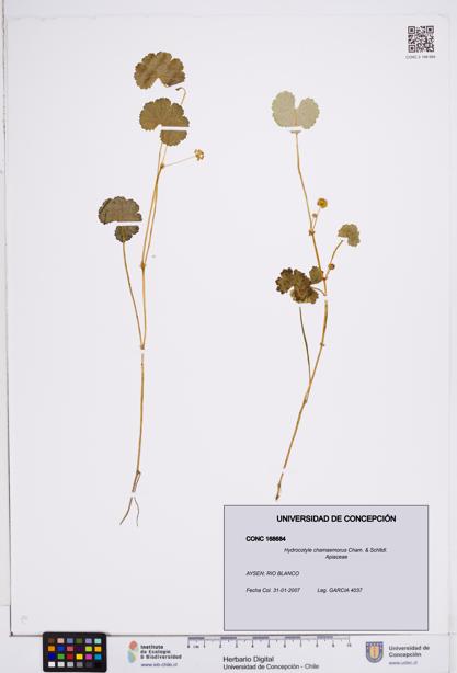 Hydrocotyle chamaemorus [Espécimen: ]