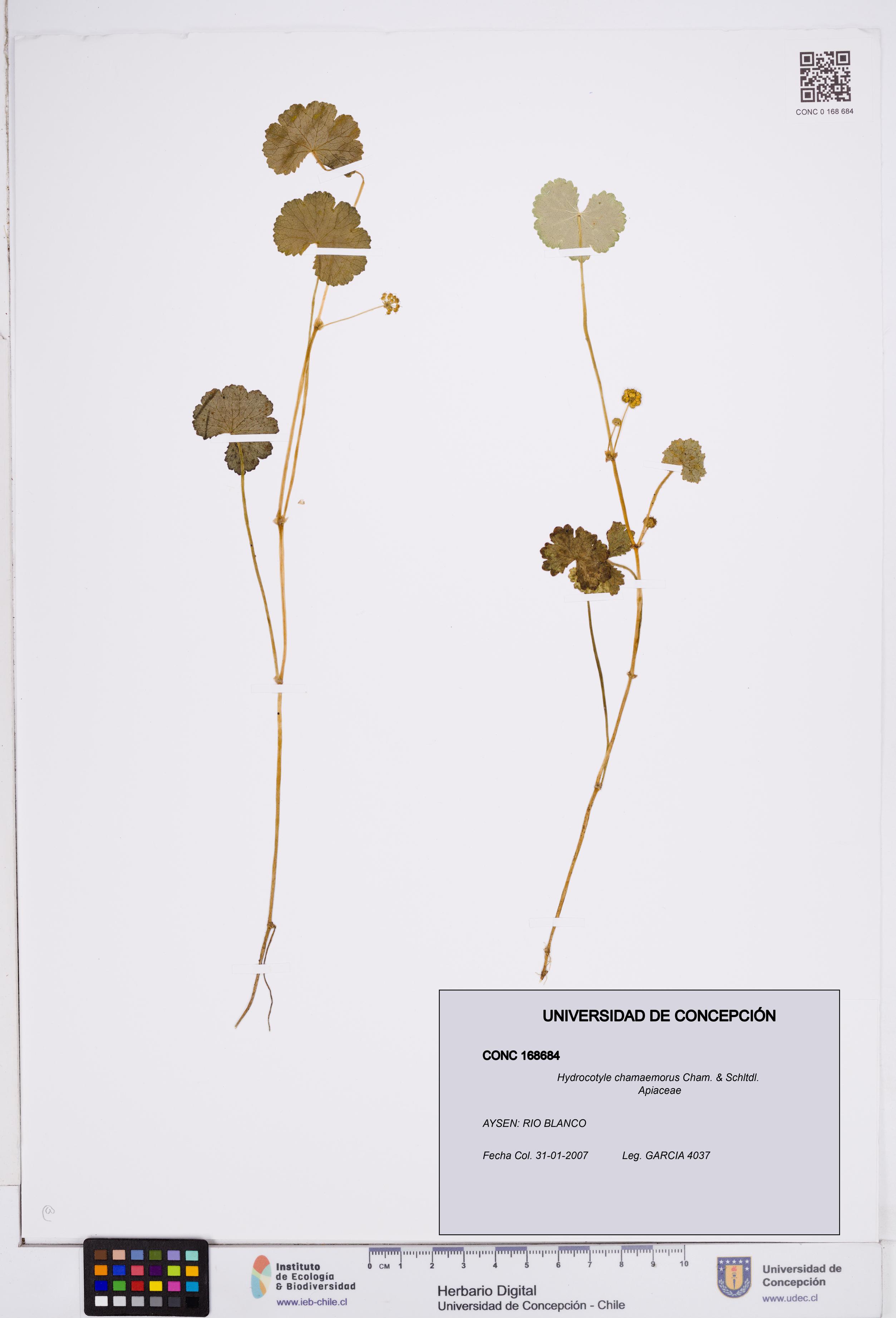 Hydrocotyle chamaemorus [Espécimen: ]