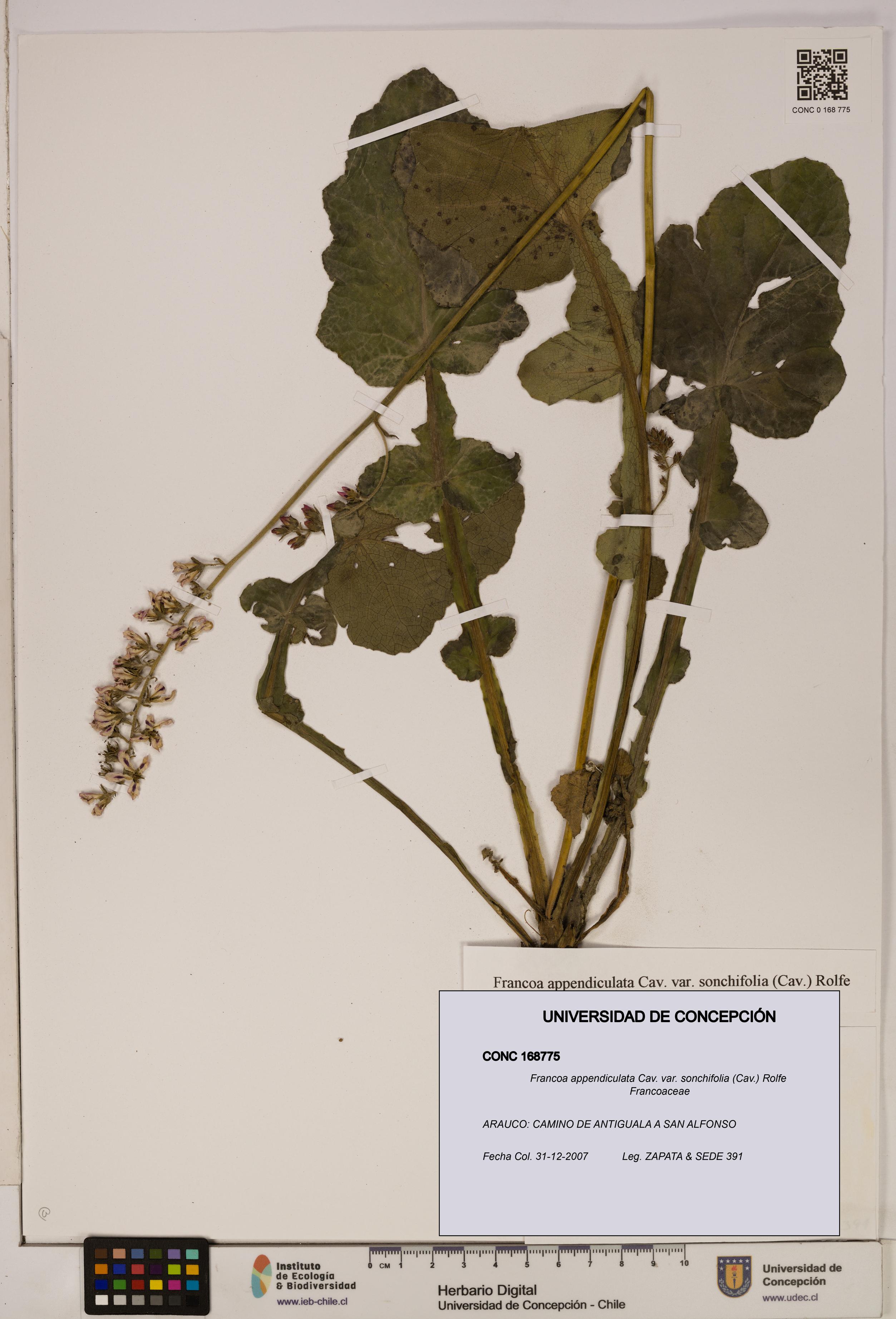 Francoa appendiculata [Espécimen: ]