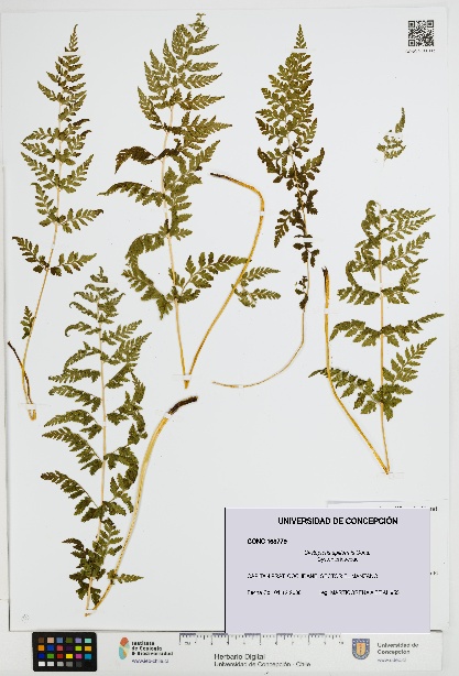 Cystopteris apiiformis [Espécimen: UDEC:CONC:0168779]
