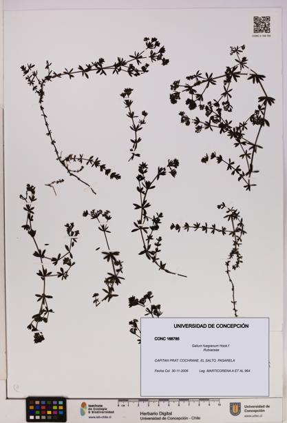 Galium fuegianum [Espécimen: UDEC:CONC:0168785]