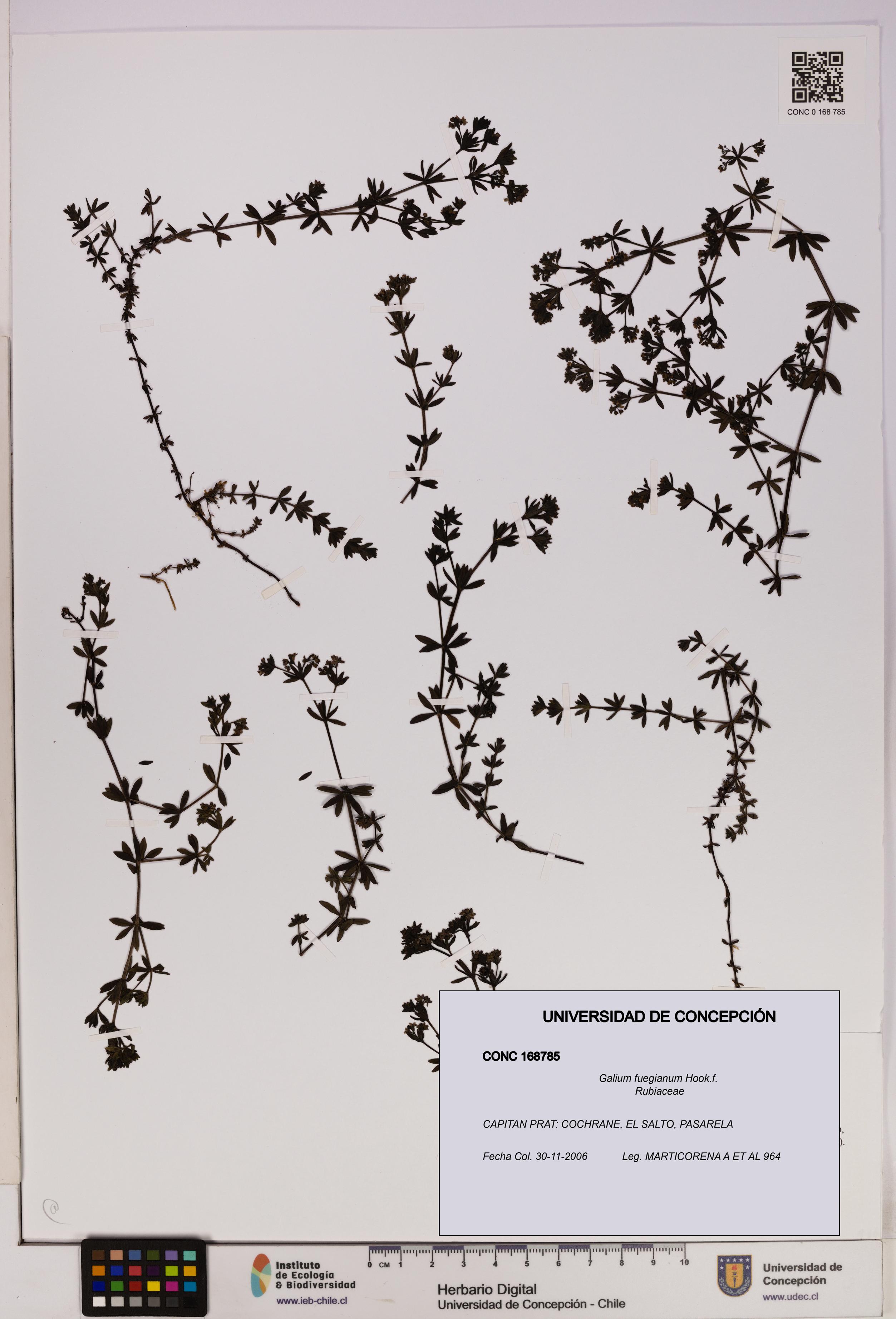 Galium fuegianum [Espécimen: UDEC:CONC:0168785]