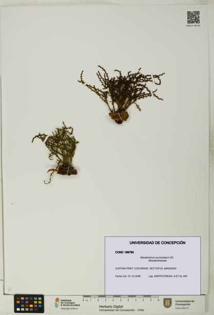 Misodendrum punctulatum [Espécimen: UDEC:CONC:0168793]
