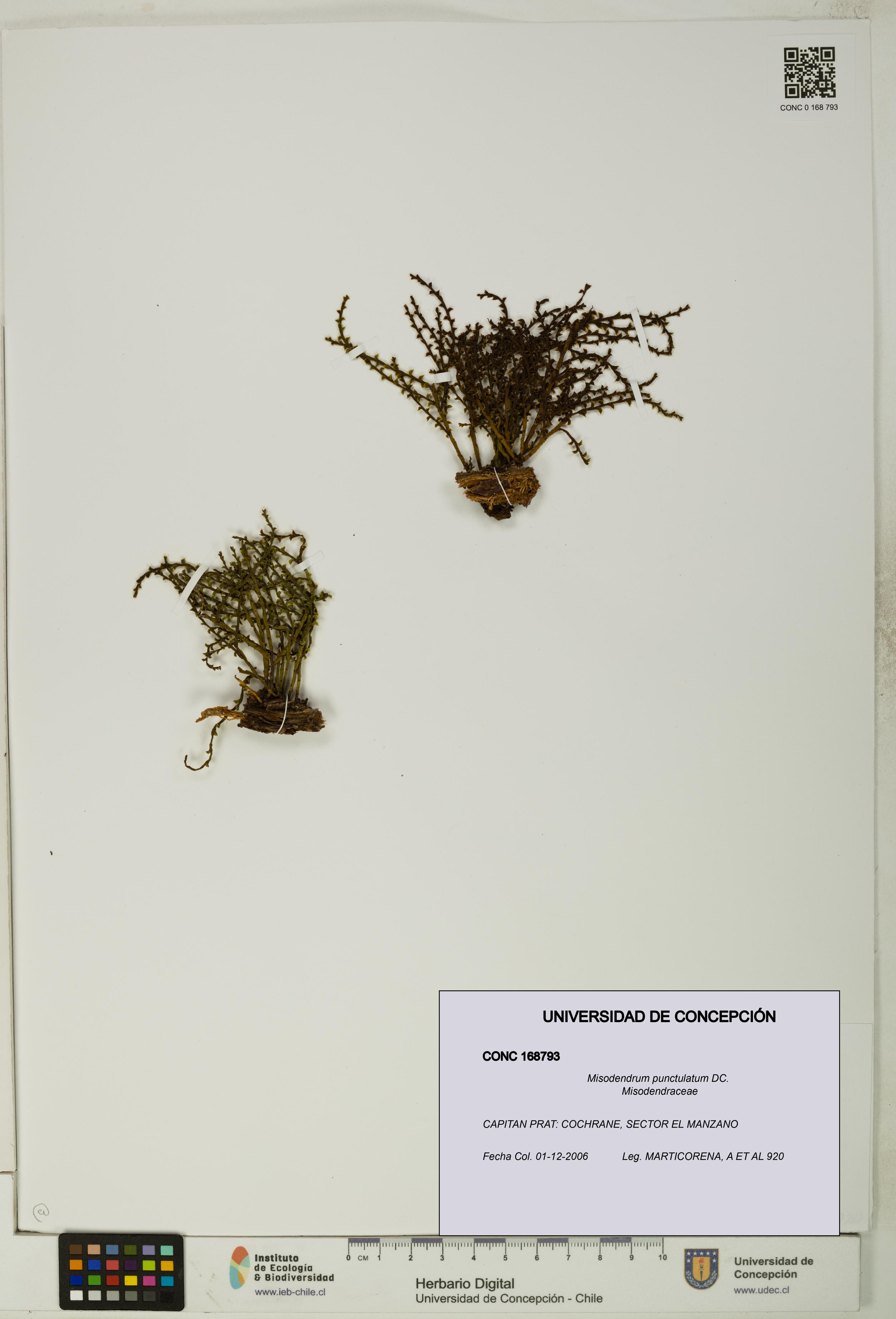 Misodendrum punctulatum [Espécimen: UDEC:CONC:0168793]