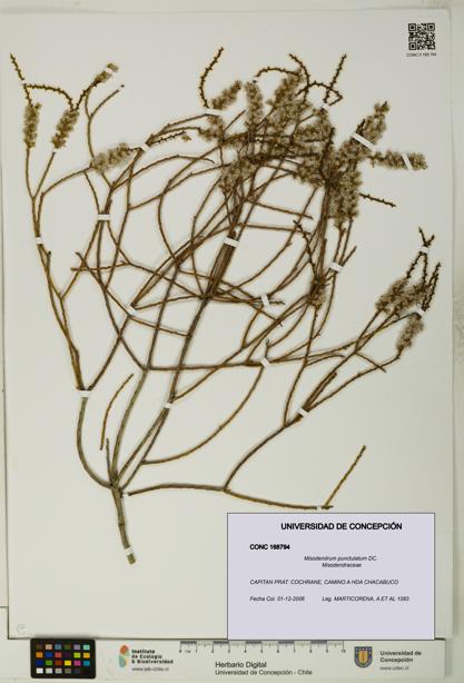 Misodendrum punctulatum [Espécimen: UDEC:CONC:0168794]