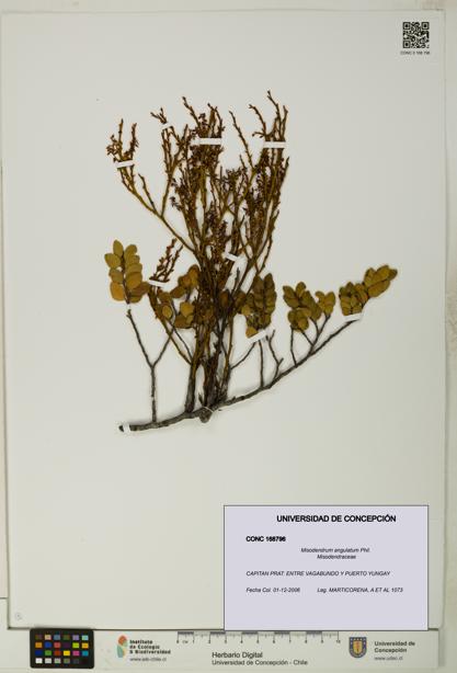 Misodendrum angulatum [Espécimen: UDEC:CONC:0168796]