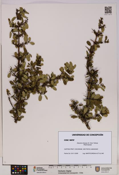 Discaria chacaye [Espécimen: UDEC:CONC:0168797]