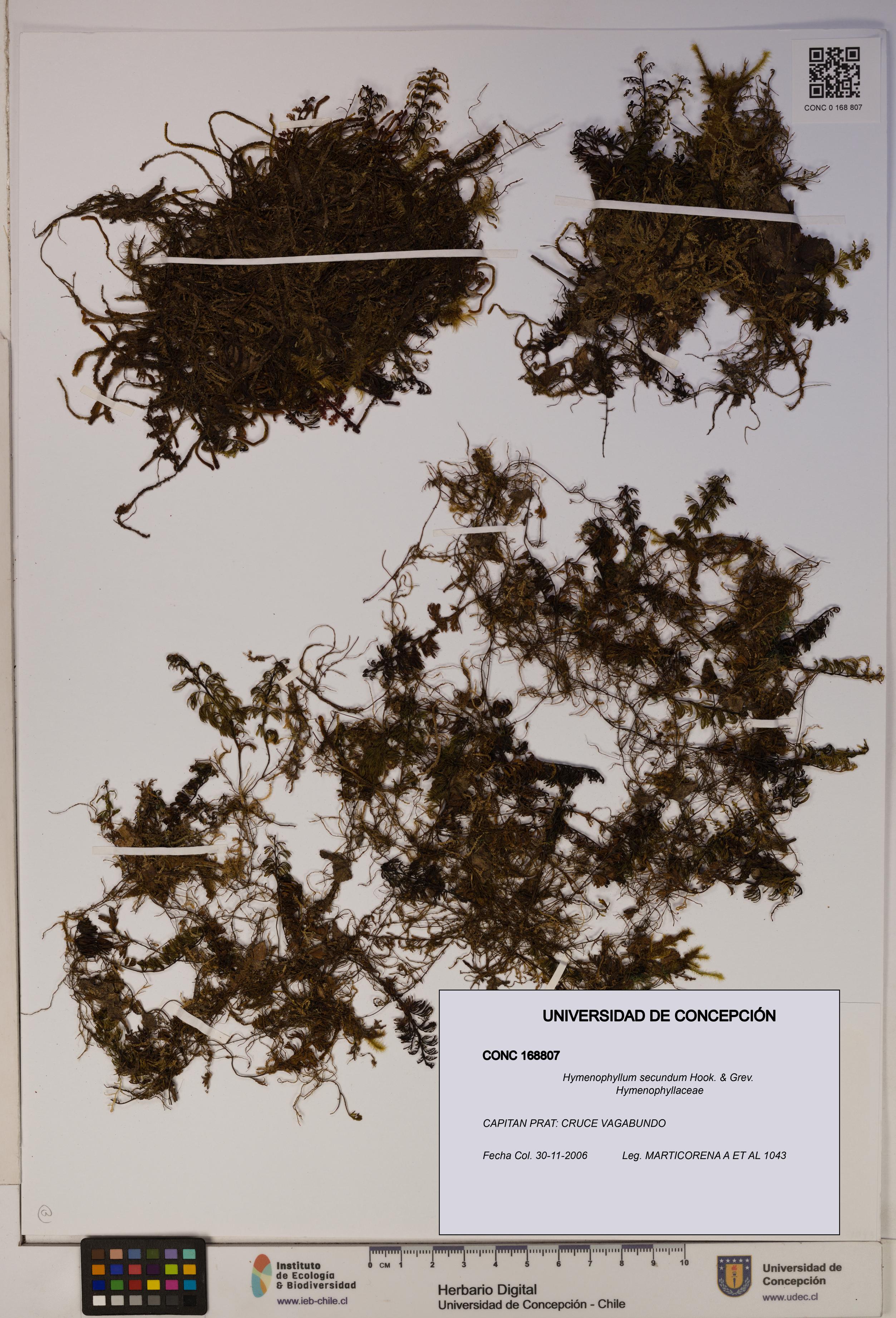 Hymenophyllum secundum [Espécimen: ]