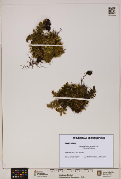 Hymenophyllum dentatum [Espécimen: UDEC:CONC:0168808]