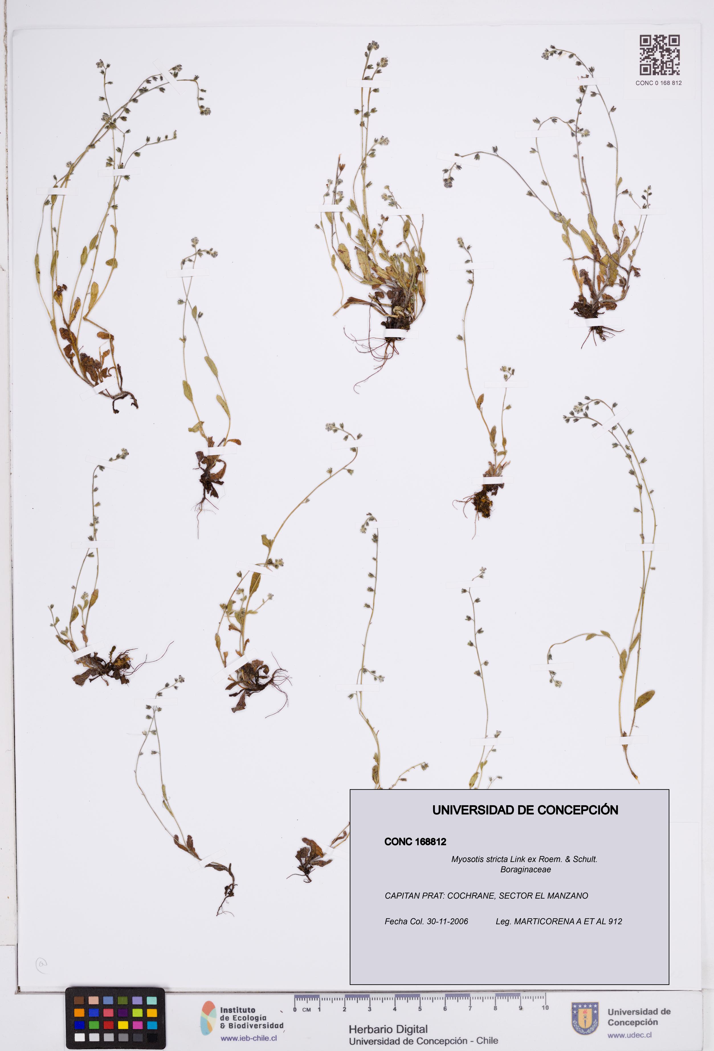 Myosotis stricta [Espécimen: ]