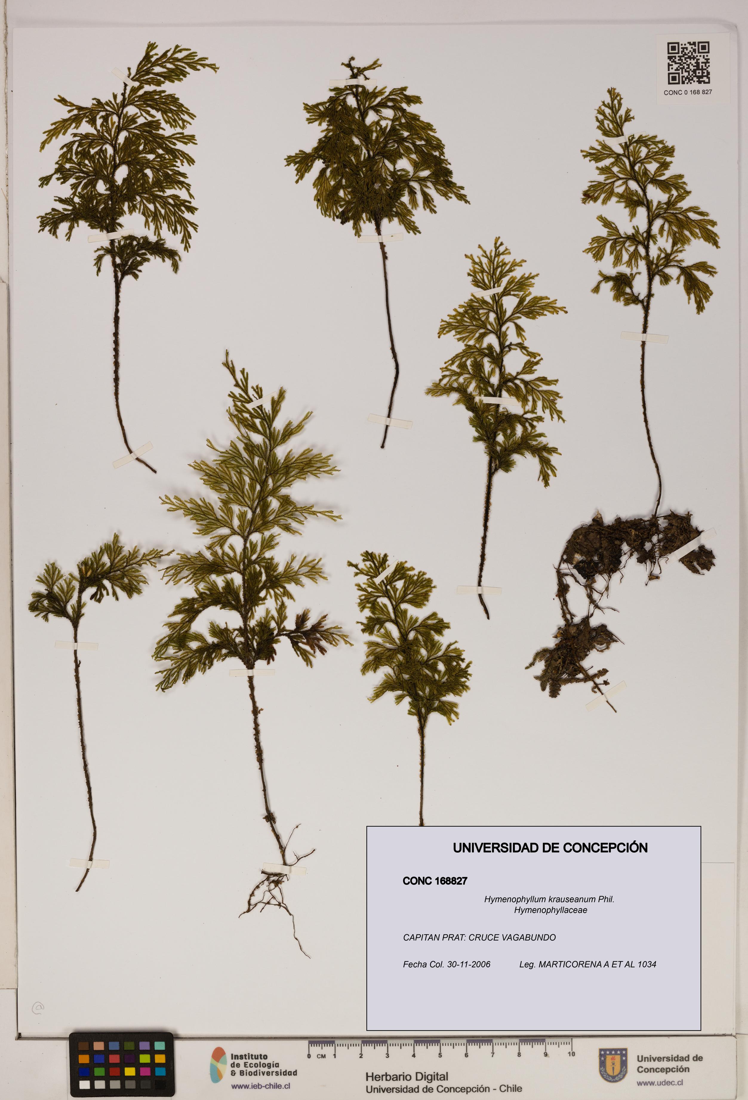 Hymenophyllum krauseanum [Espécimen: ]
