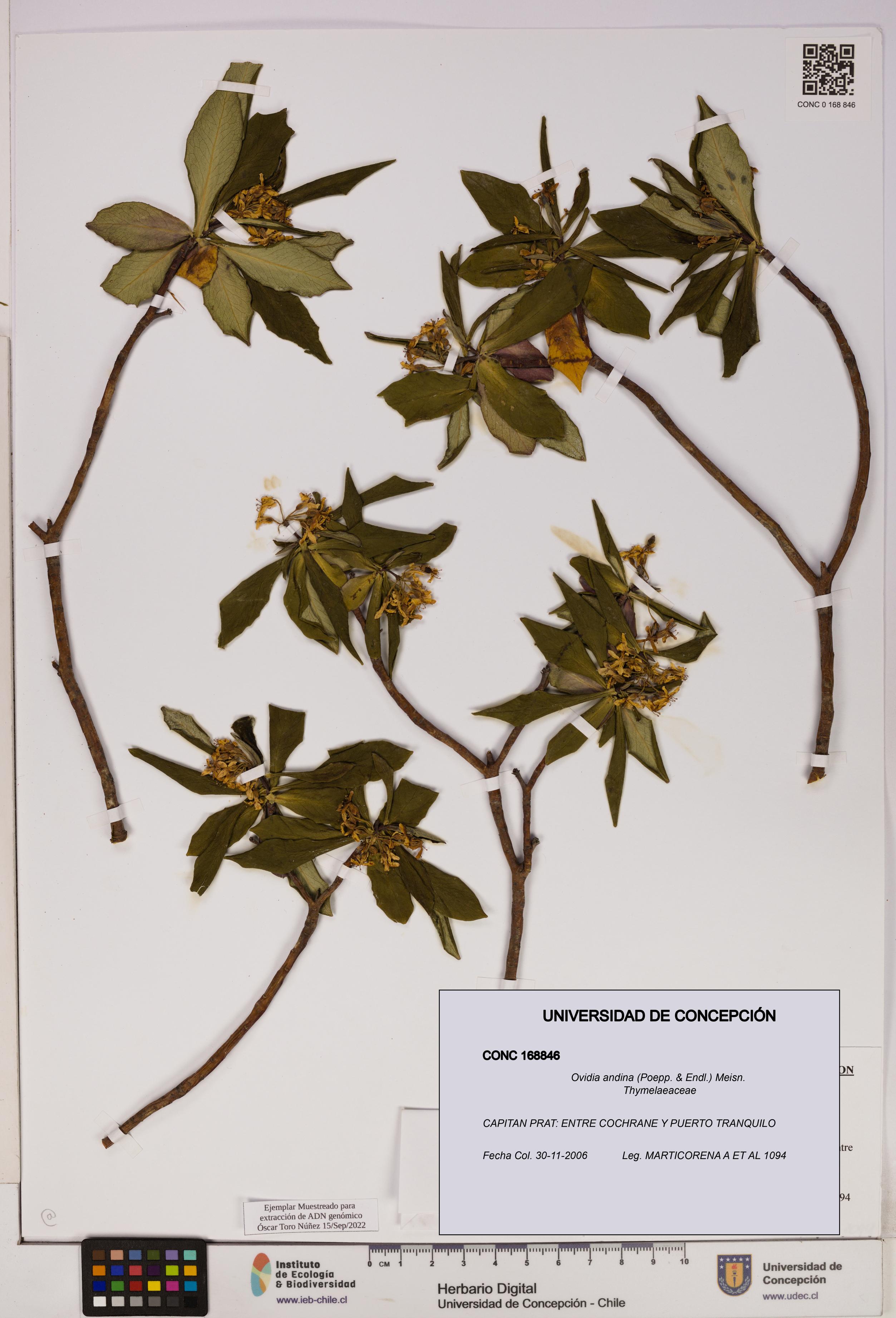 Ovidia andina [Espécimen: UDEC:CONC:0168846]