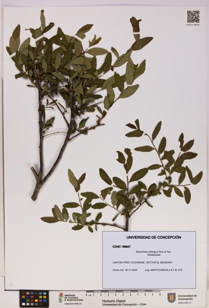 Myoschilos oblongus [Espécimen: UDEC:CONC:0168847]