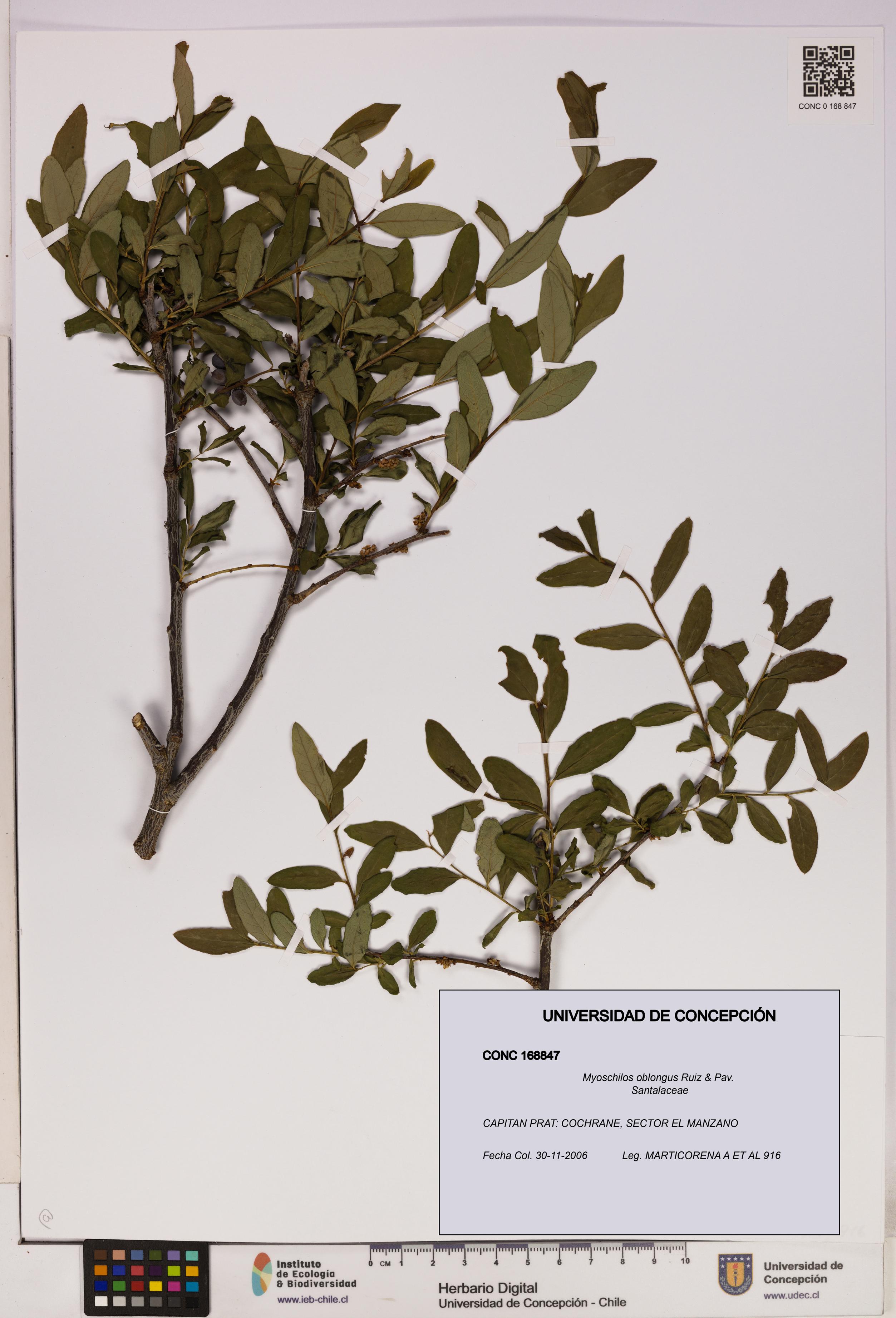 Myoschilos oblongus [Espécimen: UDEC:CONC:0168847]