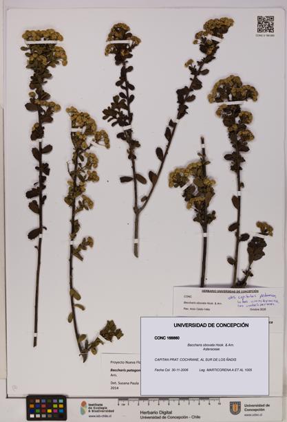 Baccharis obovata [Espécimen: UDEC:CONC:0168860]
