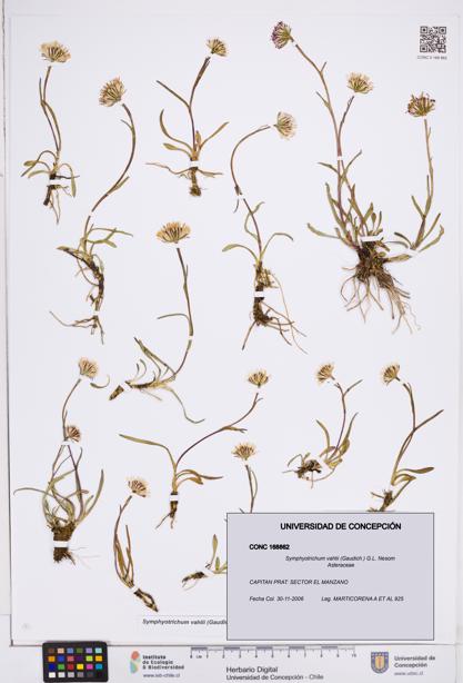 Symphyotrichum vahlii [Espécimen: ]