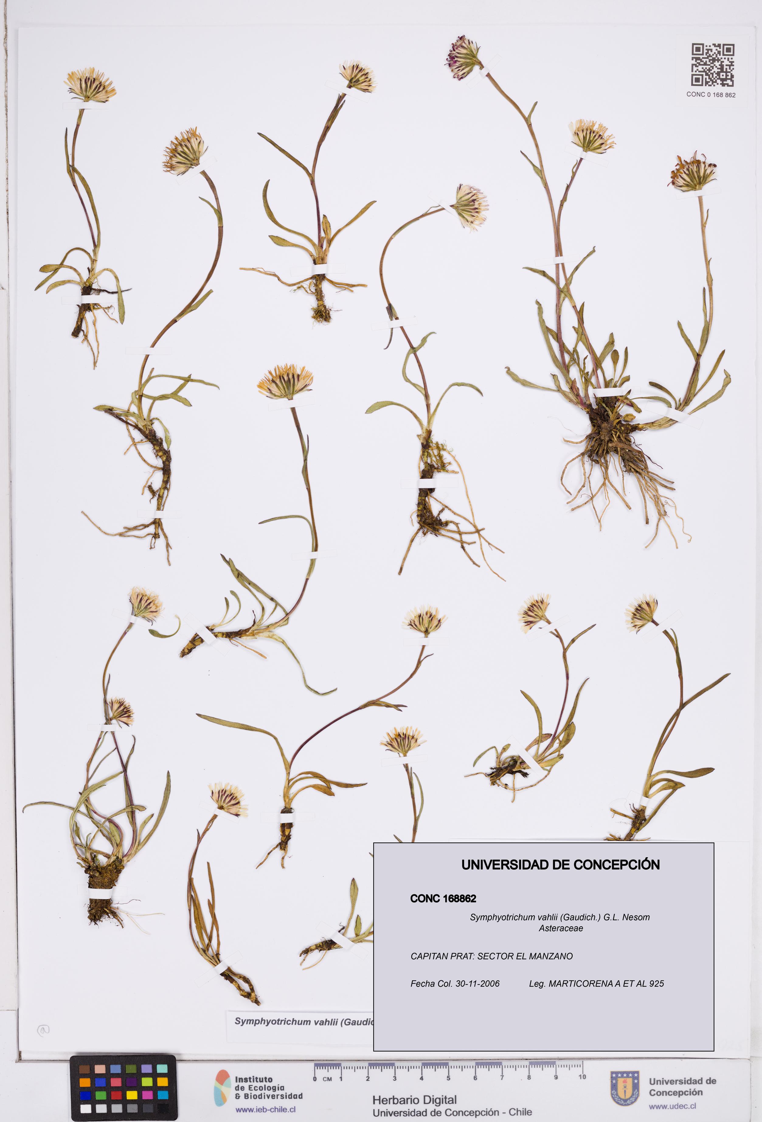 Symphyotrichum vahlii [Espécimen: ]