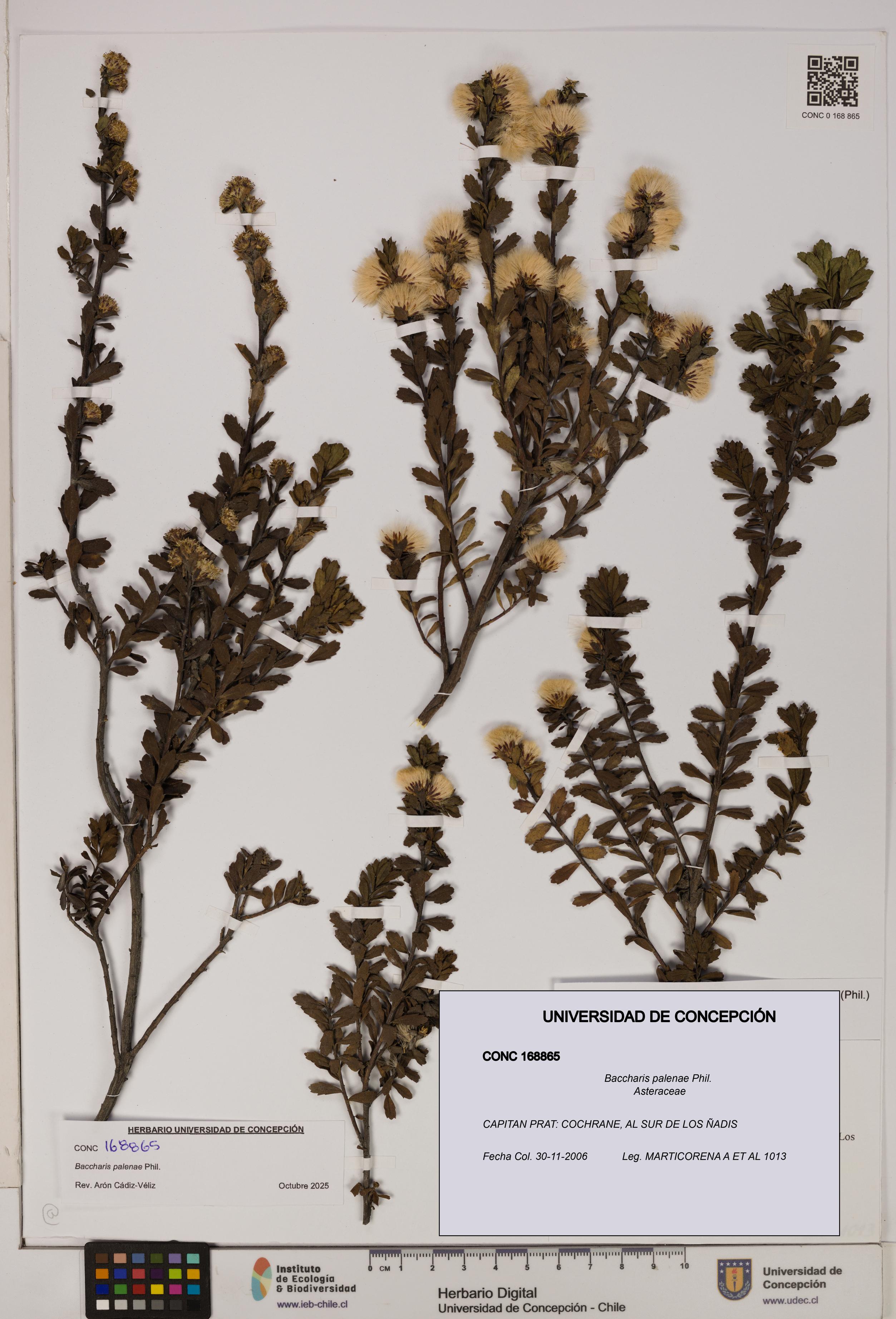 Baccharis patagonica [Espécimen: UDEC:CONC:0168865]