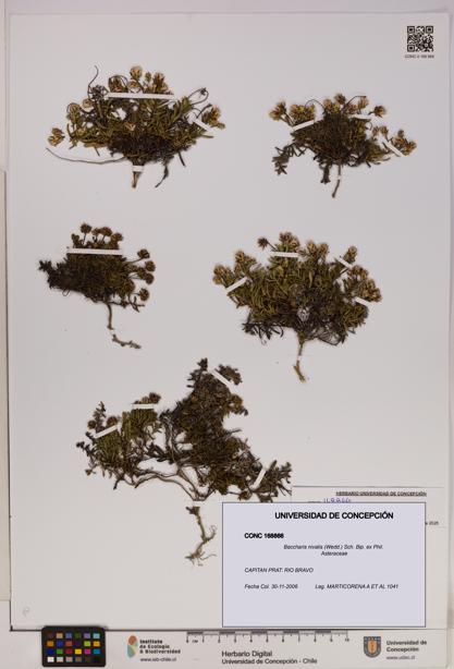 Baccharis nivalis [Espécimen: UDEC:CONC:0168866]
