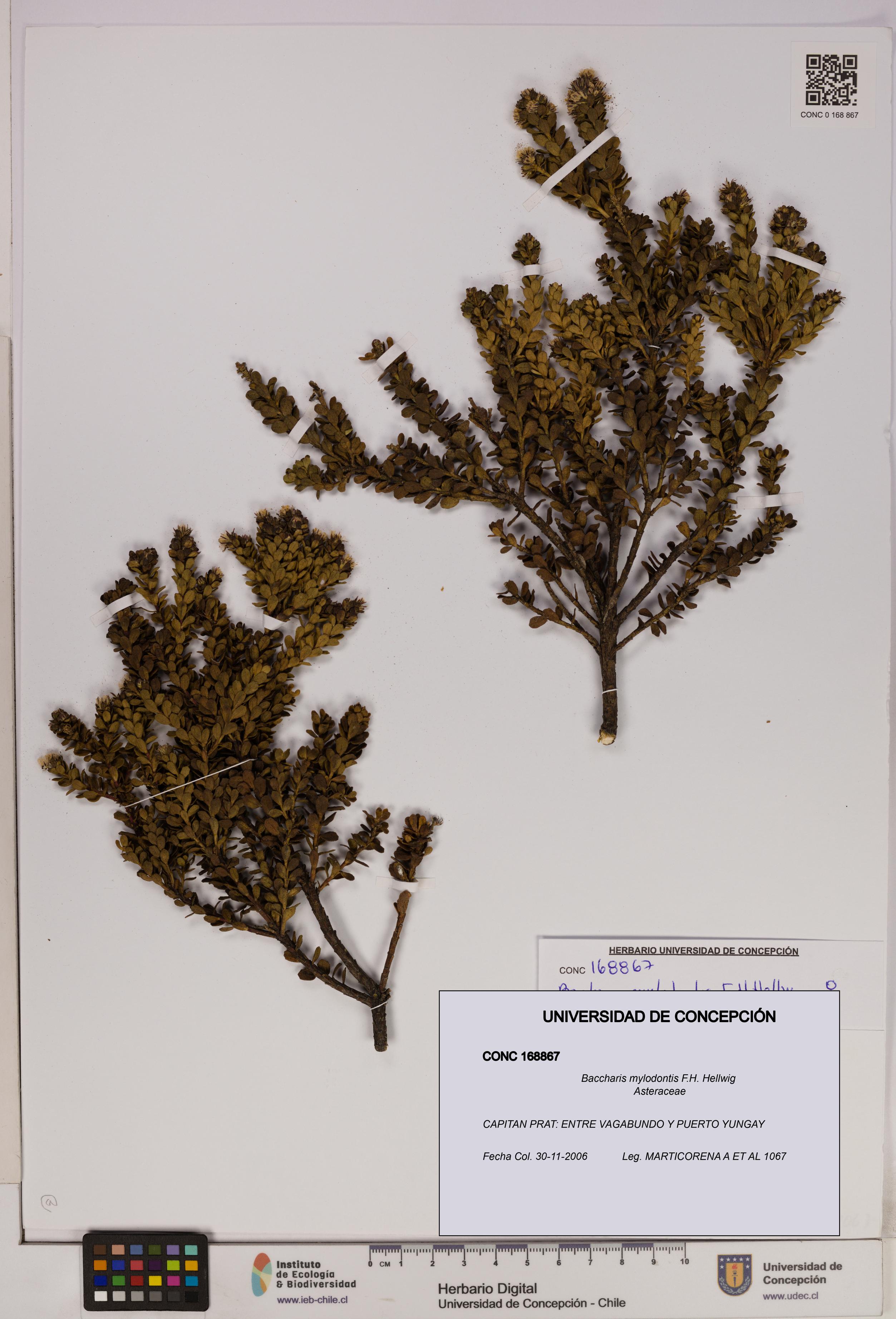 Baccharis mylodontis [Espécimen: UDEC:CONC:0168867]