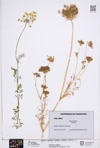 Daucus carota [Espécimen: ]