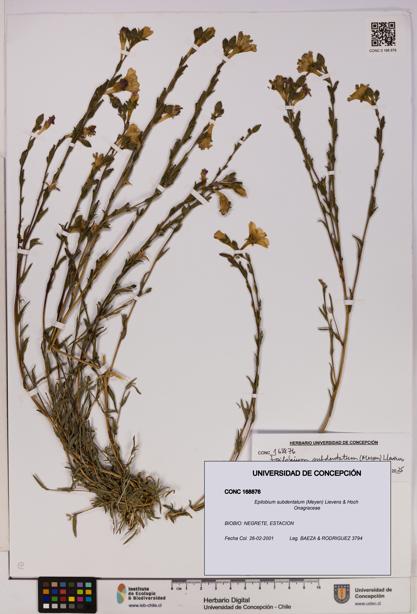 Epilobium subdentatum [Espécimen: UDEC:CONC:0168876]