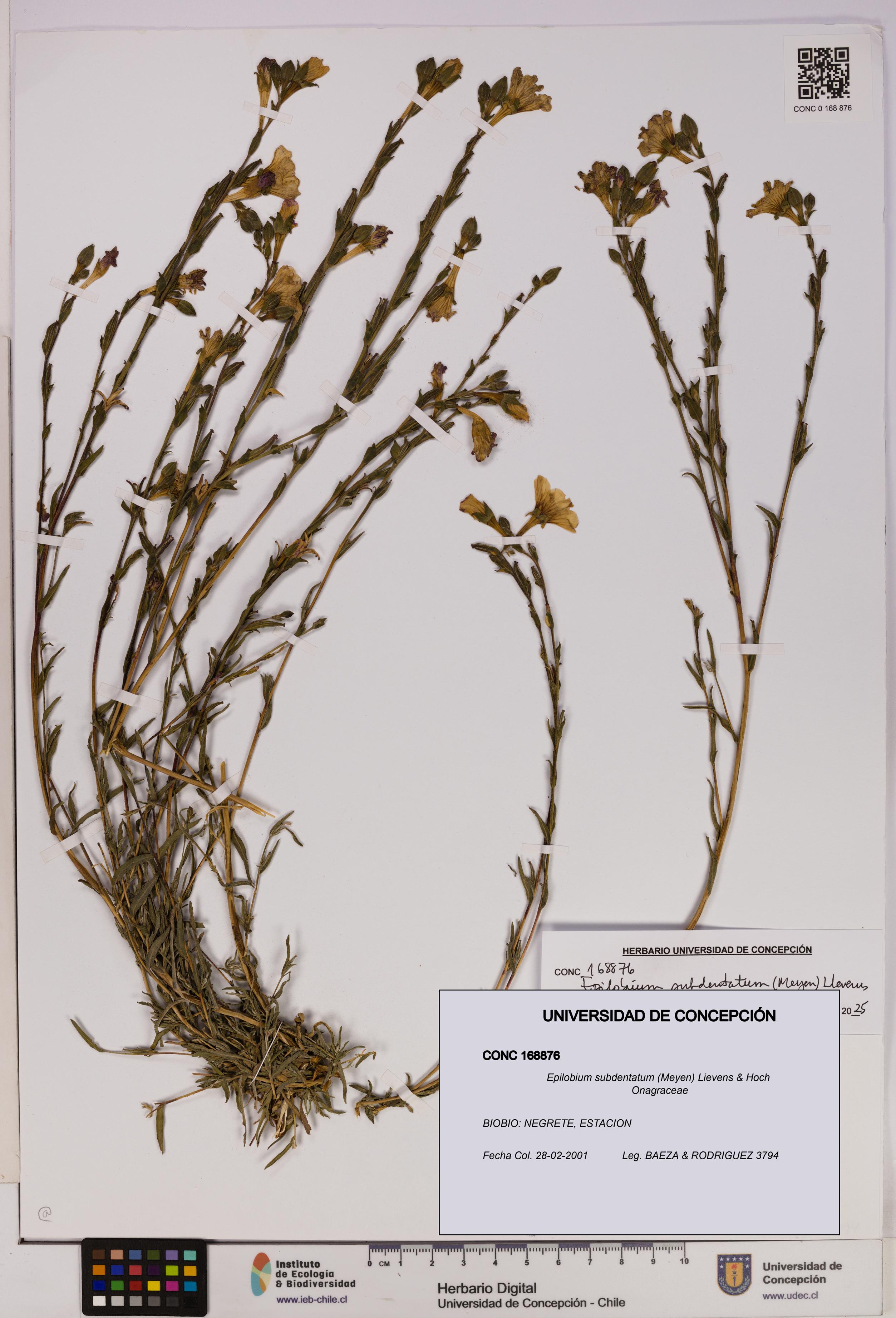Epilobium subdentatum [Espécimen: UDEC:CONC:0168876]