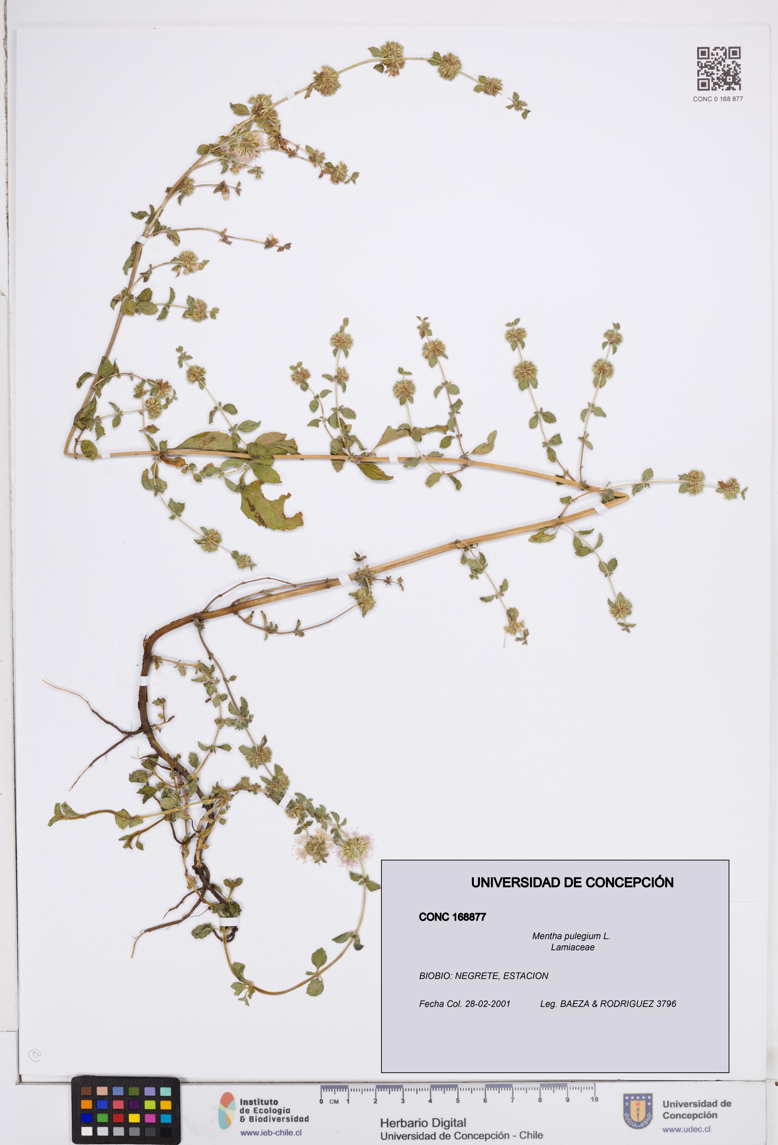 Mentha pulegium [Espécimen: ]