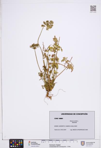 Daucus carota [Espécimen: ]