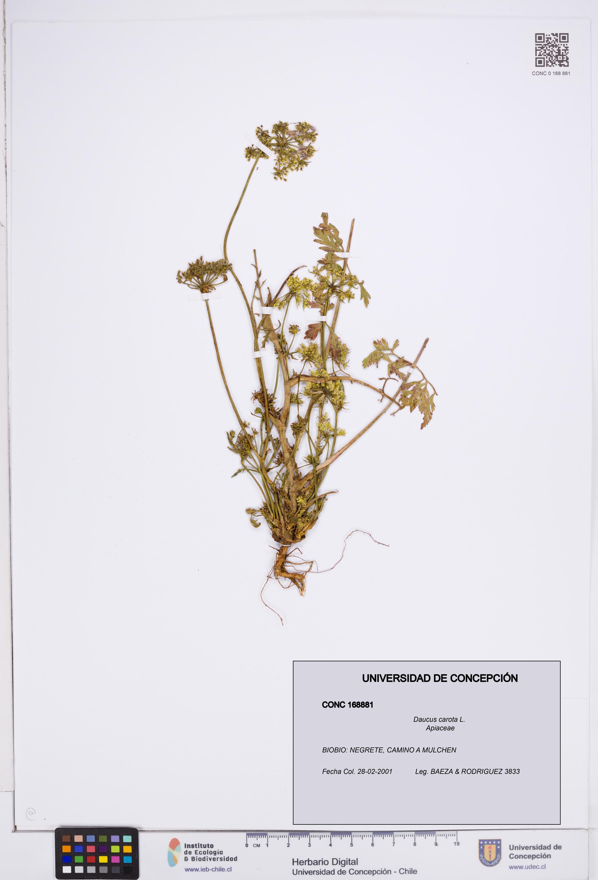 Daucus carota [Espécimen: ]