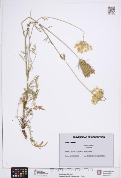 Daucus carota [Espécimen: ]