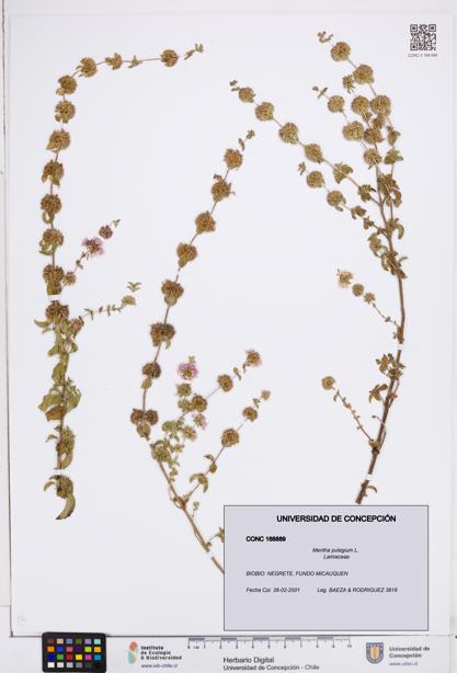 Mentha pulegium [Espécimen: ]