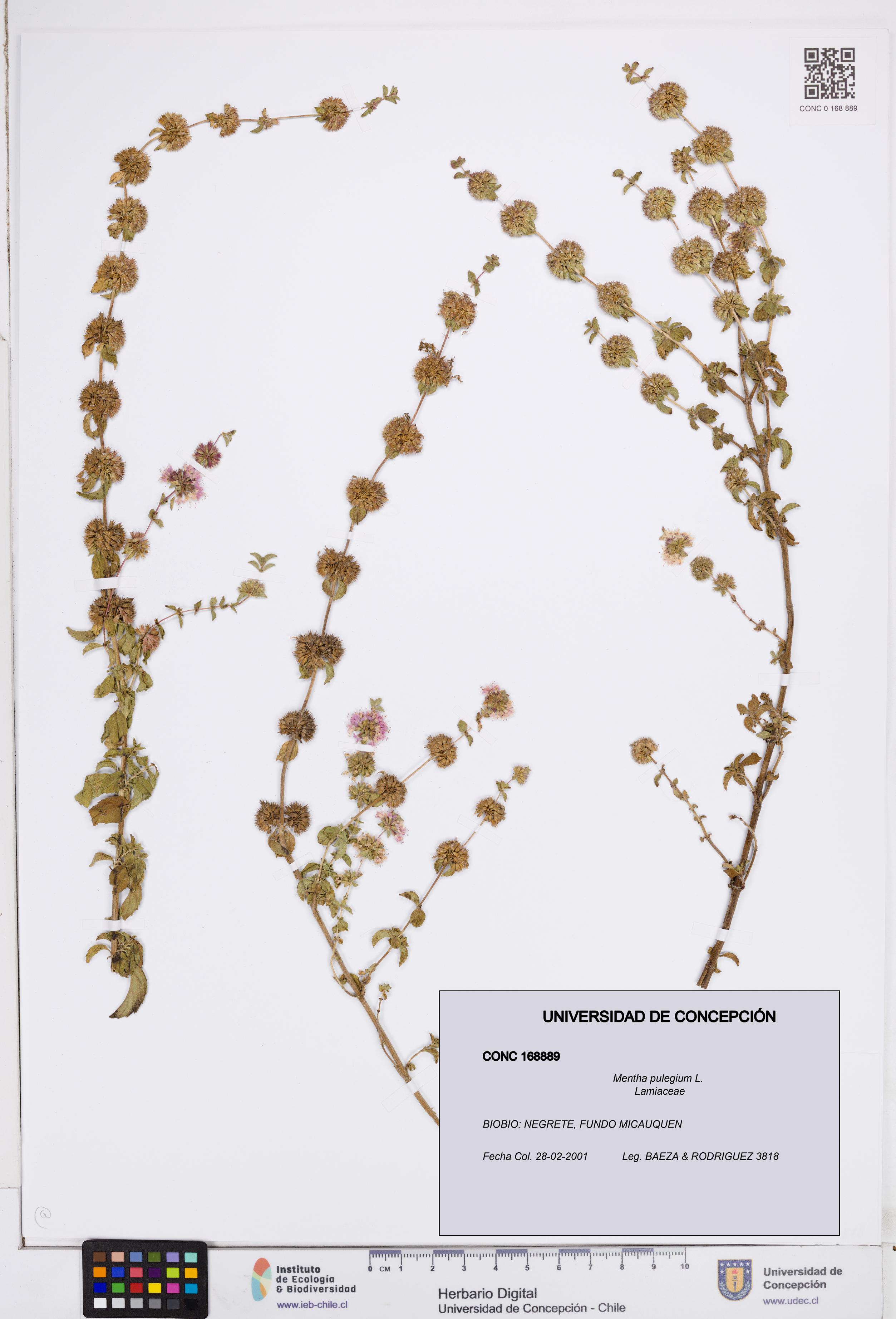 Mentha pulegium [Espécimen: ]