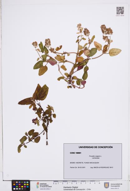 Prunella vulgaris [Espécimen: ]