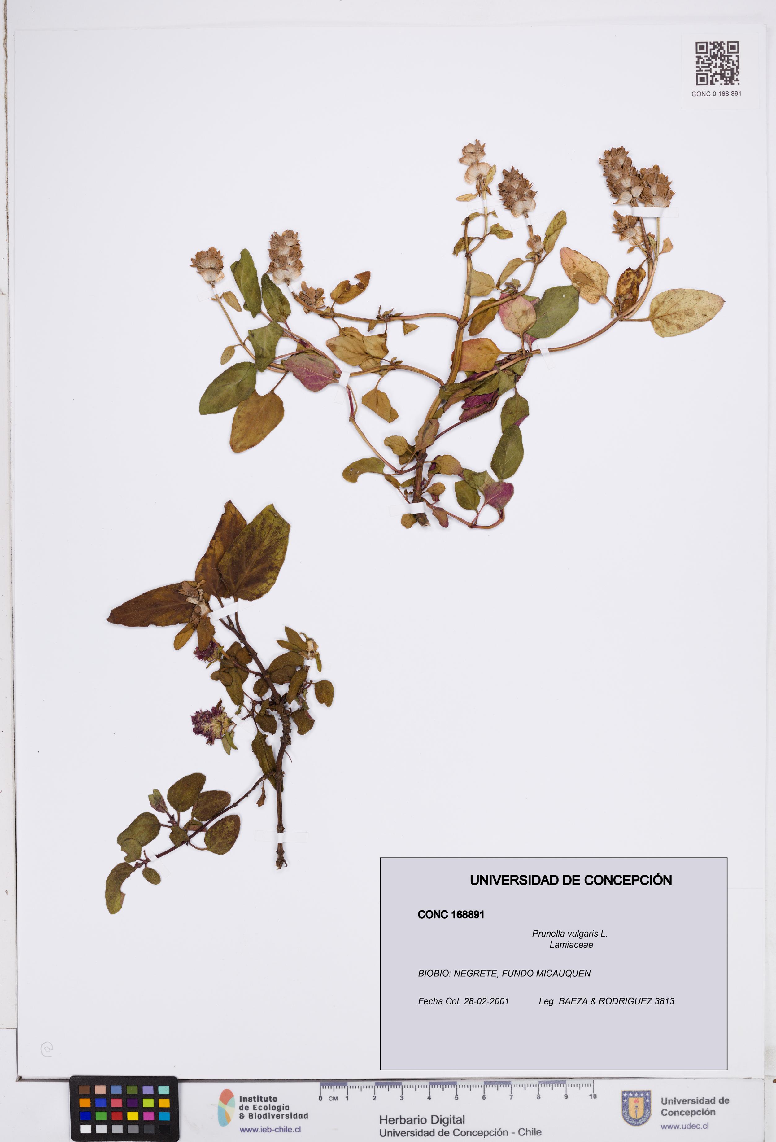 Prunella vulgaris [Espécimen: ]