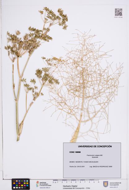 Foeniculum vulgare [Espécimen: ]