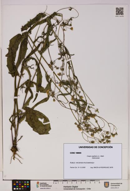 Crepis capillaris [Espécimen: UDEC:CONC:0168903]