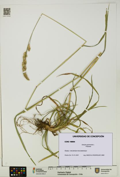 Dactylis glomerata [Espécimen: UDEC:CONC:0168904]