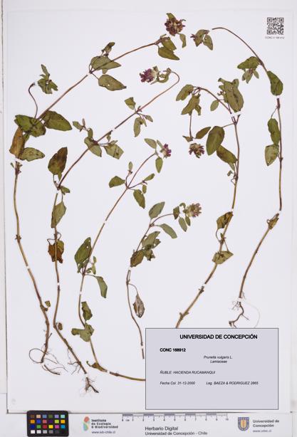 Prunella vulgaris [Espécimen: ]