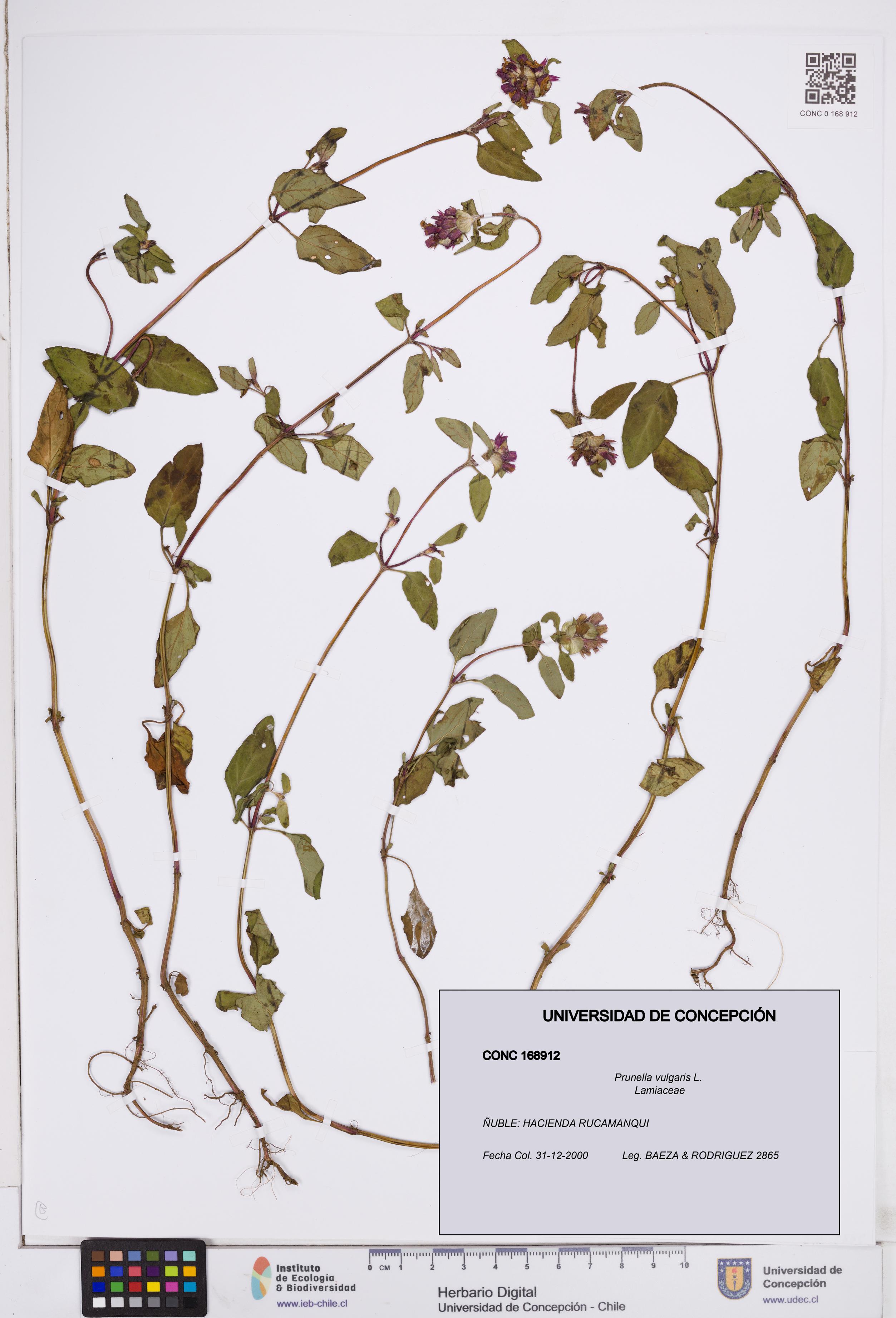 Prunella vulgaris [Espécimen: ]