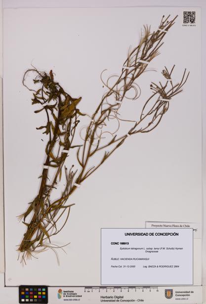 Epilobium tetragonum [Espécimen: UDEC:CONC:0168913]